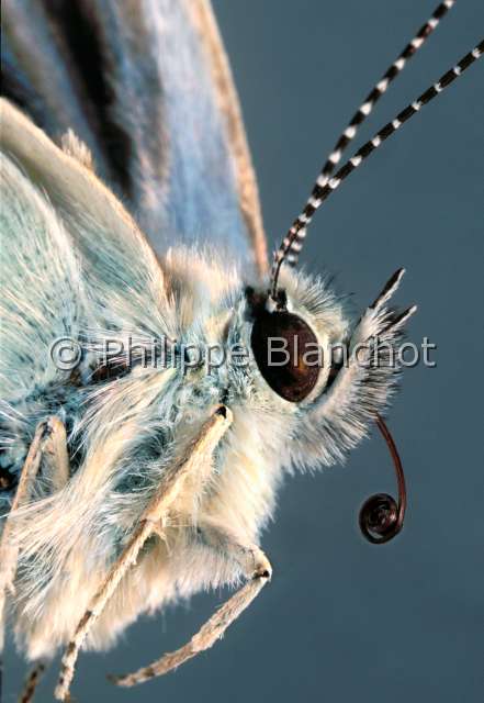 Polyommatus daphnis.JPG - in "Portraits d'insectes" ed. SeuilPolyommatus daphnisAzure de l'orobe (male)Meleager's blueLepidopteraLycaenidaeFrance